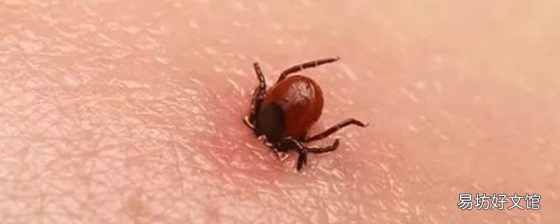家里发现一只蜱虫会有很多吗 为什么家里会有大量的蜱虫