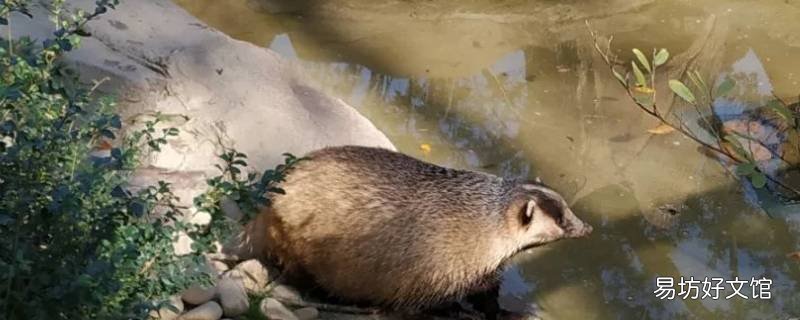 獾冬眠吗 獾是不是冬眠动物