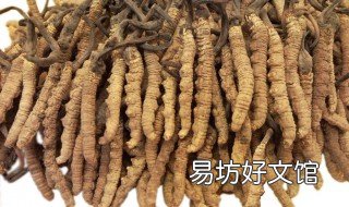 冬虫夏草功效和禁忌 冬虫夏草的吃法与禁忌