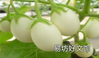 白果子如何食用 白果怎么食用?