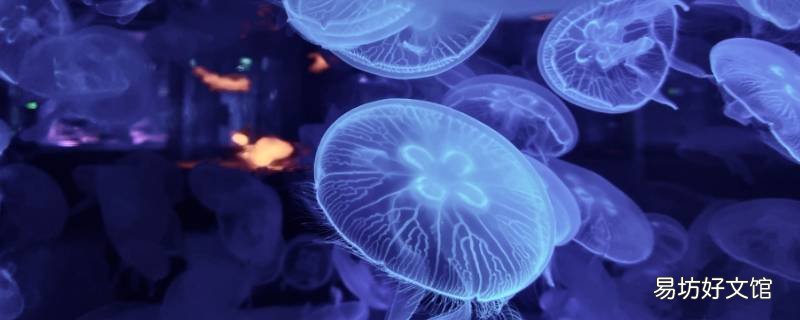 水母的介绍和特点 水母的介绍和特点英语