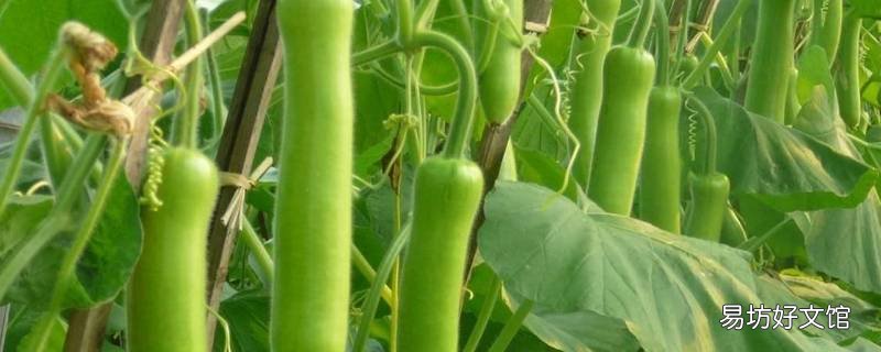 夜开花是什么菜 夜开花是什么菜图片