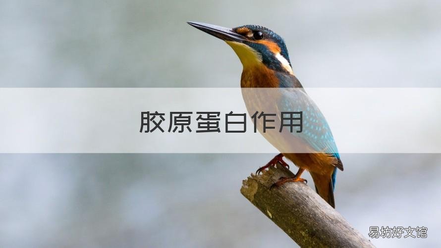 胶原蛋白作用 蛋白胶原肽和胶原蛋白作用