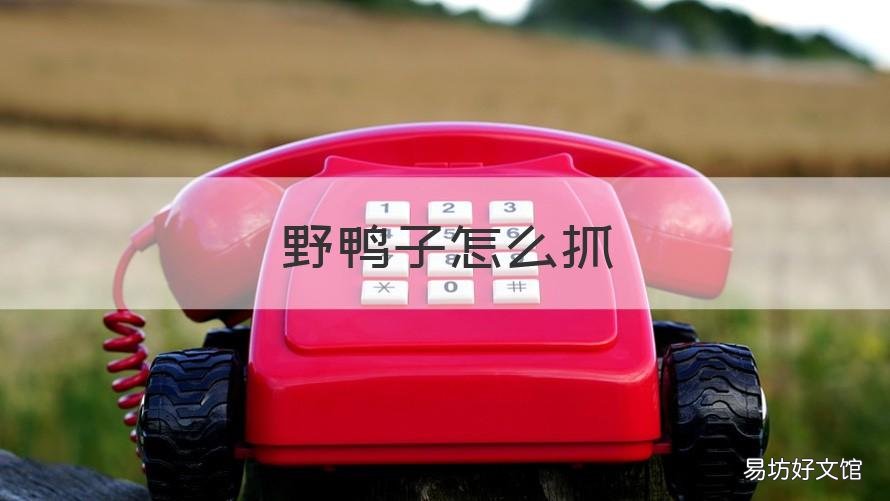 野鸭子怎么抓