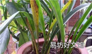 兰花叶子发黄怎么办 请问兰花叶发黄了怎么办