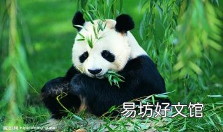 儿童工笔画----熊猫妈妈和熊猫宝宝 少儿画熊猫简笔画