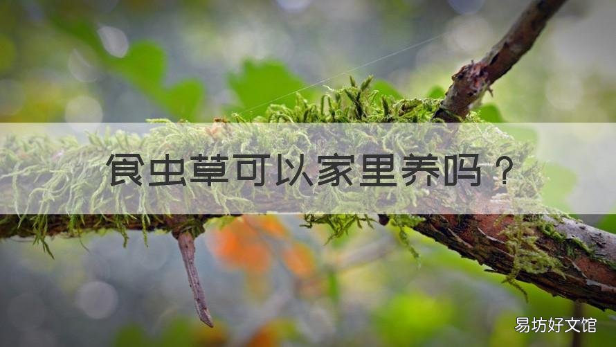食虫草可以家里养吗 家里能养食虫草吗