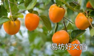 柿子和什么不能一起吃 树上长的柿子和什么不能一起吃