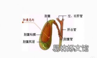 胆囊息肉不能吃什么 肾结石和胆囊息肉不能吃什么