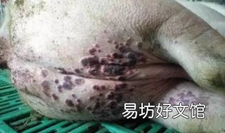 玫瑰糠疹不能吃什么 玫瑰糠疹不能吃什么喝什么