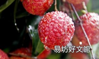 吃荔枝上火怎么办