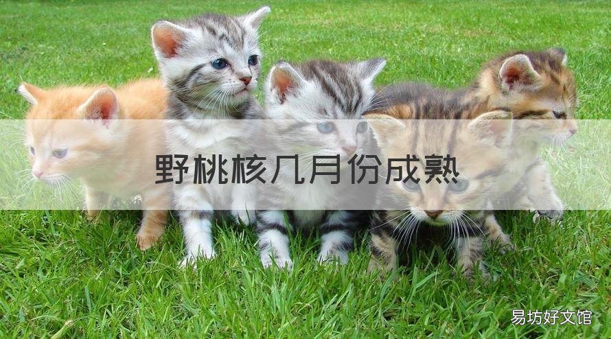 野桃核几月份成熟 桃核一般几月成熟