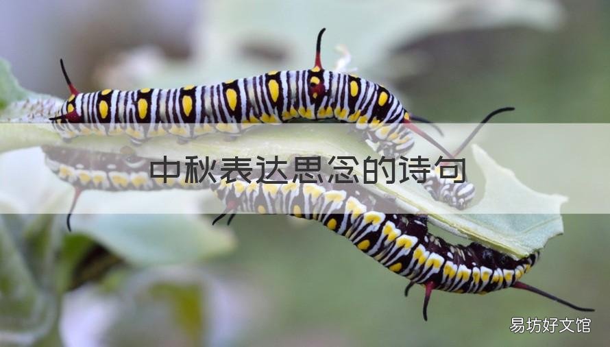中秋表达思念的诗句 形容中秋思念的诗句