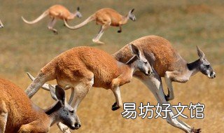 澳大利亚代表性食物是什么 澳大利亚代表性食物是什么动物