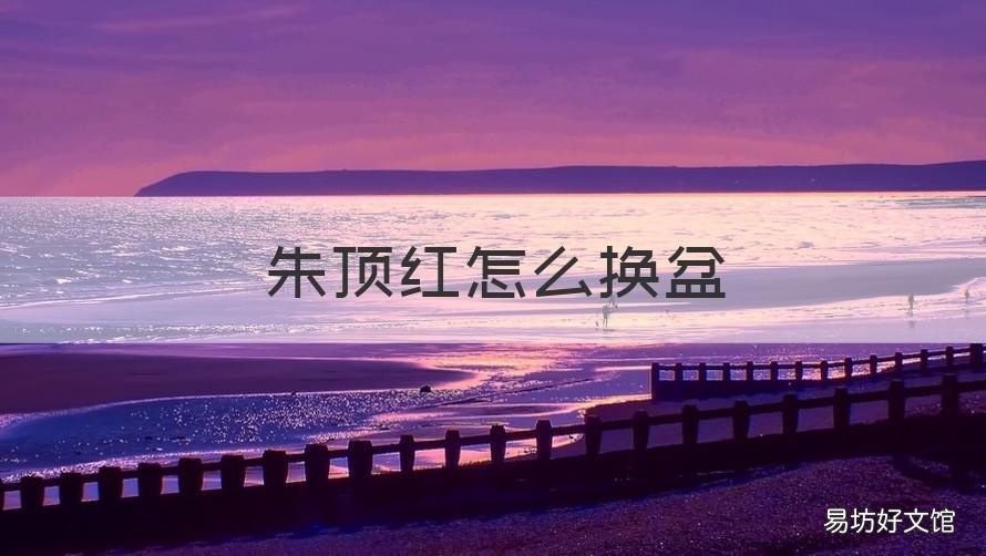 朱顶红怎么换盆 朱顶红怎么换盆视频