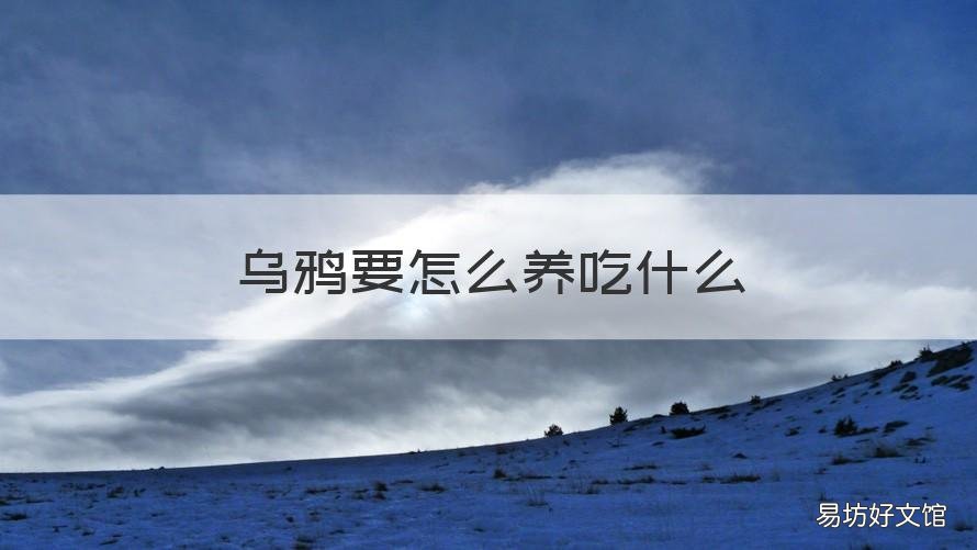 乌鸦要怎么养吃什么 乌鸦要怎么养吃什么食物