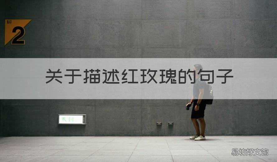 关于描述红玫瑰的句子 写红玫瑰的句子