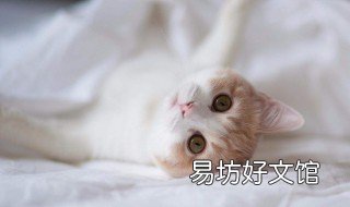 猫咪会吃什么水果 猫咪吃什么水果补充维生素b
