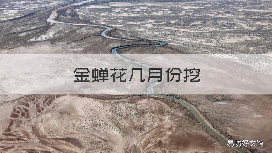 金蝉花几月份挖 金蝉花采收时间