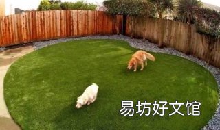 别墅庭院适合哪种草坪 别墅院子种什么品种草坪好
