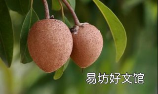 南方适合种什么水果 南方适合种什么水果盆栽