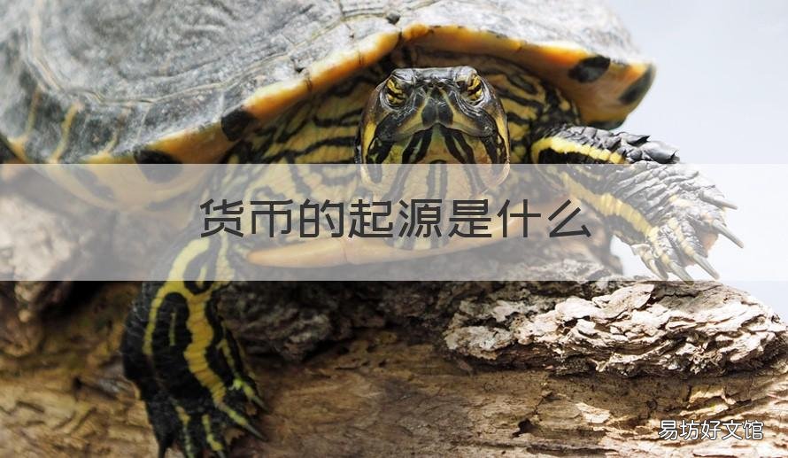 货币的起源是什么 货币起源于什么