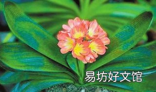 花卉养殖技巧 花卉养殖怎么养