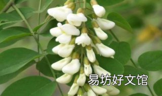 洋槐花的做法 洋槐花做法图片
