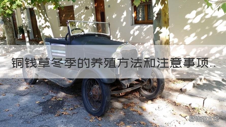 铜钱草冬季的养殖方法和注意事项 铜钱草冬天怎么养?
