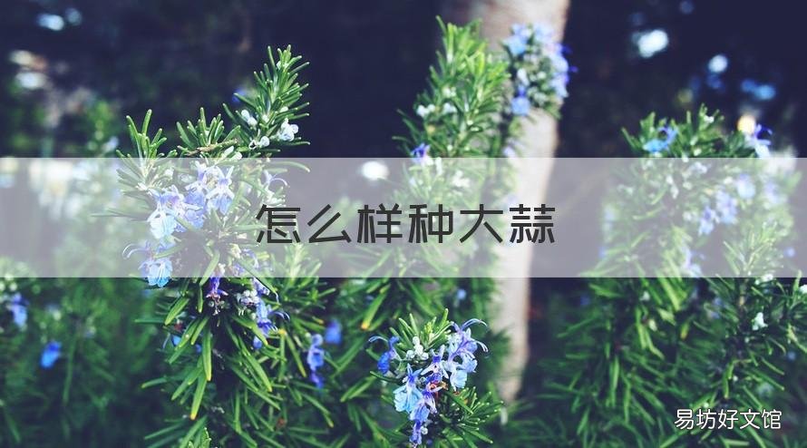 怎么样种大蒜 怎么样种大蒜教程