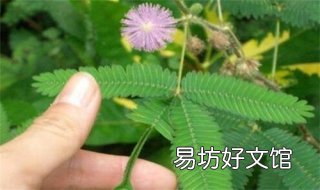 含羞草为什么会收缩 含羞草为什么会缩起来?