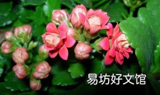 长寿花的养殖方法和注意事项是什么 长寿花的养殖方法和注意事项冬季