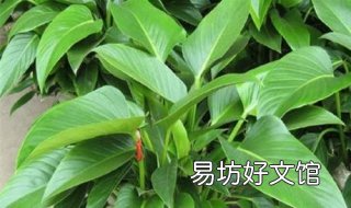 金钻的养殖方法和注意事项是什么 金钻的养殖方法和注意事项视频