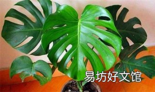 龟背竹的养殖方法和注意事项有哪些 龟背竹的养殖方法和注意事项图片