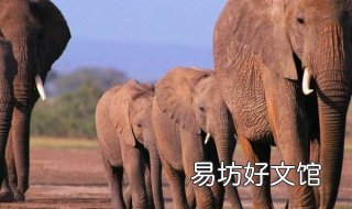 大象为什么都踮脚走路 大象靠脚趾走路
