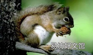 动物为什么要冬眠 冬眠动物为什么要冬眠