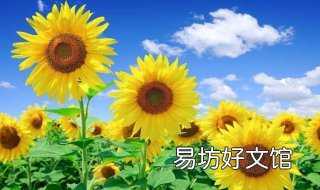 向日葵为什么向着太阳 向日葵为什么向着太阳而生