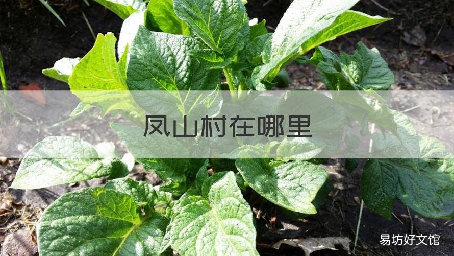 凤山村在哪里 凤山村委会