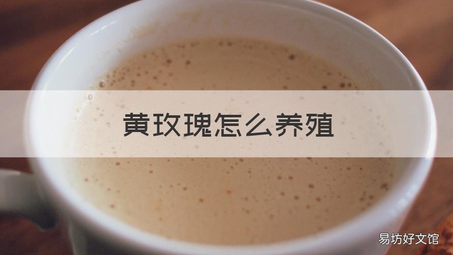 黄玫瑰怎么养殖 黄色玫瑰怎么养殖