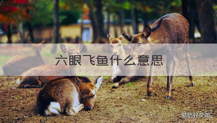 六眼飞鱼什么意思 六眼飞鱼的意思