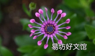 花卉微距拍摄技巧 花卉微距拍摄技巧和方法
