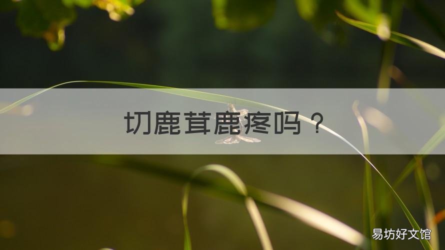 切鹿茸鹿疼吗 割鹿茸鹿疼不疼