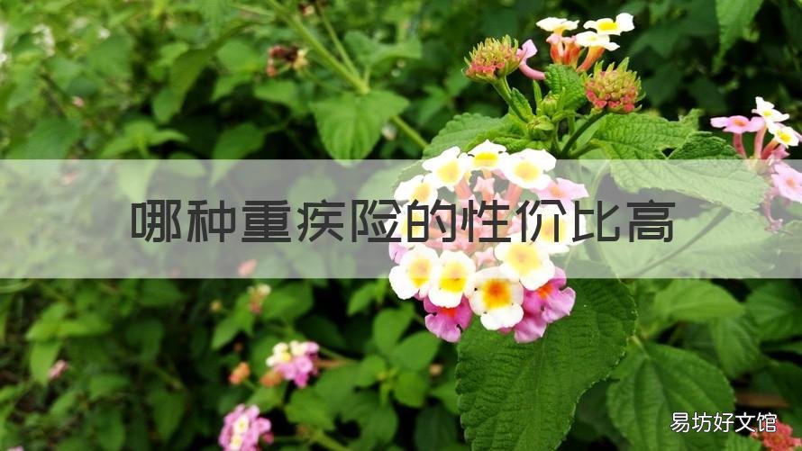哪种重疾险的性价比高 性价比比较高的重疾类保险