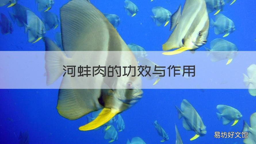 河蚌肉的功效与作用 本草纲目河蚌肉的功效与作用