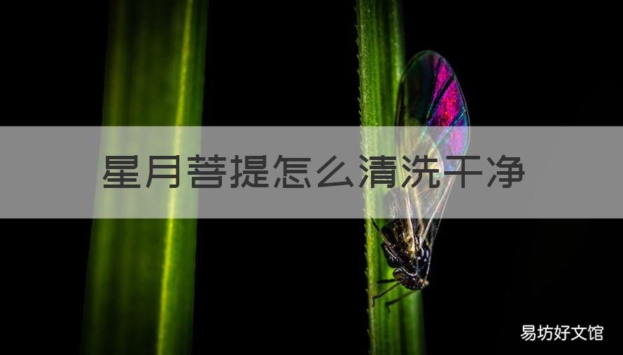 星月菩提怎么清洗干净 星月菩提怎样清洁
