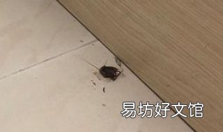 灭蟑螂最有效的方法 驱蟑螂最有效的办法
