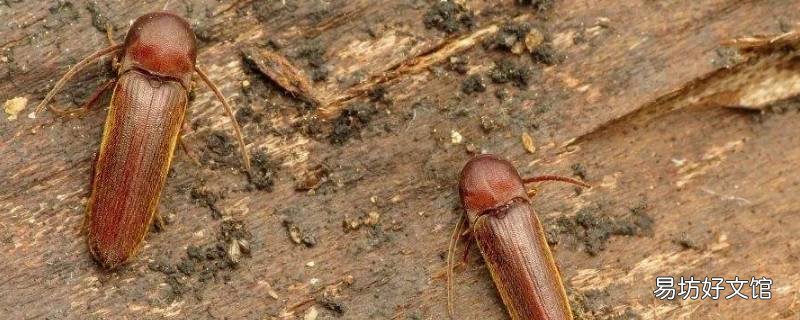磕头虫怎么进屋了 屋里进了磕头虫好吗