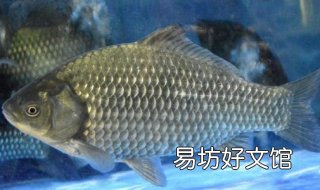 鲫鱼的做法——香菇蒸鲫鱼 鲫鱼炖香菇的做法