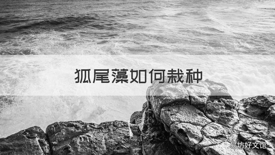 狐尾藻如何栽种 狐尾藻如何栽种成活率高