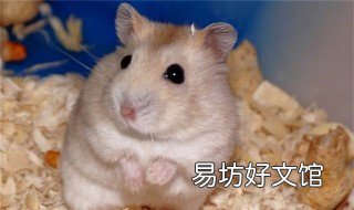 仓鼠为什么不吃草莓 仓鼠吃不吃草莓